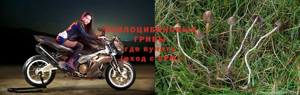 индика Алзамай